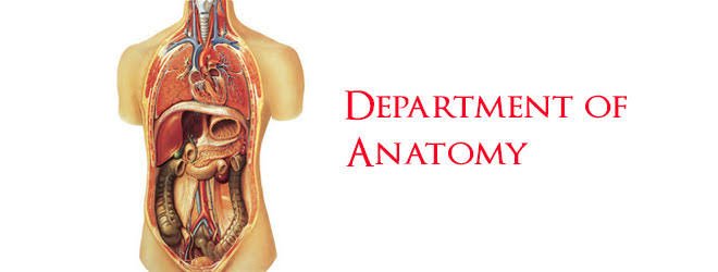 Department of Anatomy's image